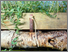 [thumbnail of Darwell_AfterSchwitters2.jpg]