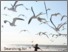 [thumbnail of Barry_SearchingForSerendipity.pdf]