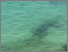 [thumbnail of Darwell_SharksInMy5.jpg]