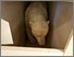[thumbnail of Wilson_LarsensLost.jpg]