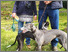 [thumbnail of the-dog-walkers-11.jpg]