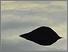 [thumbnail of Burnett_TrippingOver.jpg]